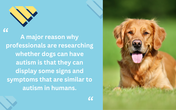 Golden retriever beside a quote explaining that dogs can display signs and symptoms similar to autism in humans.